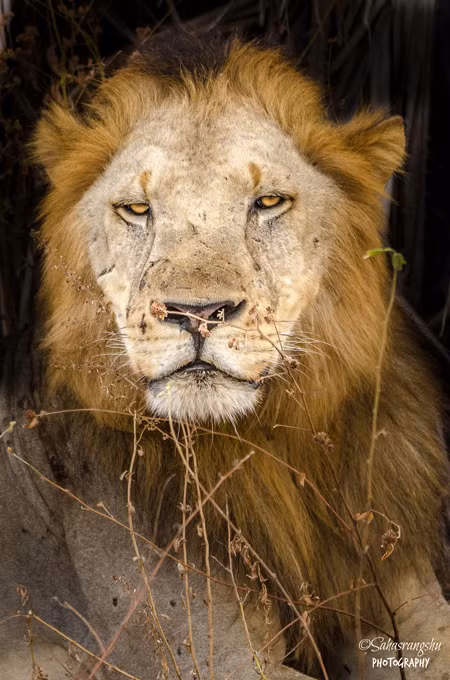 Vẻ dữ tợn của con sư tử đực.