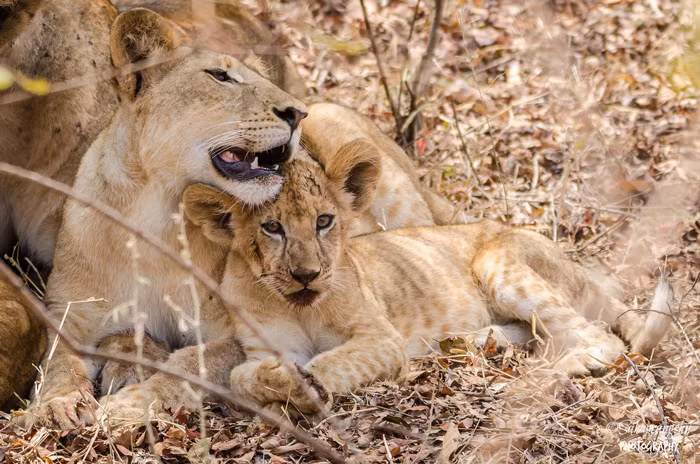 Sư tử mẹ chơi đùa với con của nó.