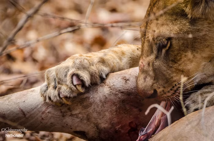 Trong khi tham quan dọc bờ sông Rufiji trong công viên động vật hoang dã Selous, nhiếp ảnh gia Choudhury đã có cơ hội chứng kiến cảnh ăn trưa đẫm máu của những con sư tử.