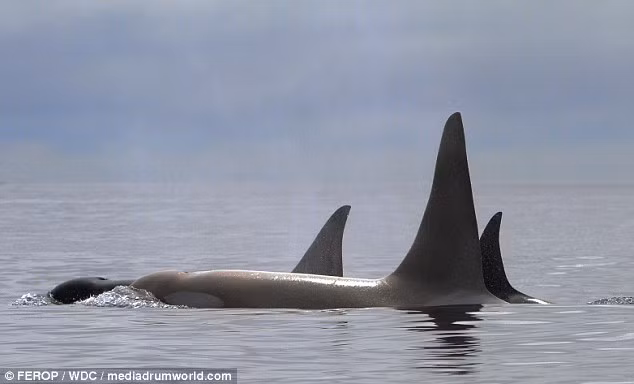 Với tỉ lệ sinh sản chỉ 1/10.000, cá voi sát thủ bạch tạng được xem là loài động vật cực hiếm trên thế giới. (Nguồn: Daily Mail)