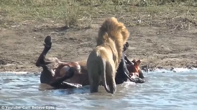 Hai con sư tử đực tìm chỗ mát nằm nghỉ sau khi ăn no nê, con sư tử còn lại vẫn chưa thỏa mãn, nó moi thai nhi trong xác trâu rừng để ăn tiếp. (Nguồn: Daily Mail)