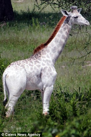 Nhà sinh thái học 45 tuổi cho biết con hươu cao cổ 15 tháng tuổi này bị bệnh bạch tạng, khiến tế bào da của nó không có khả năng sản sinh ra sắc tố.