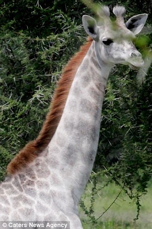 Ông Lee đã đặt tên cho con hươu cao cổ quý hiếm này là Omo.