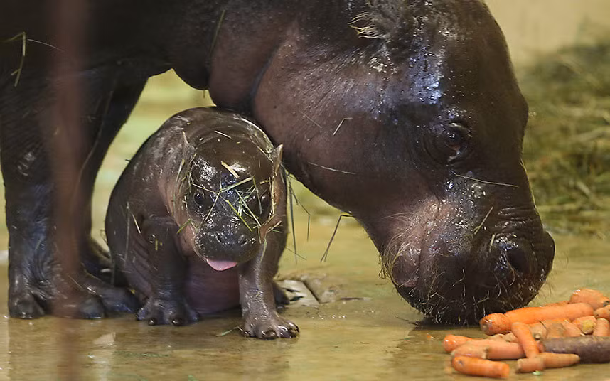 Hà mã con mới chào đời ngồi cạnh mẹ của nó trong vườn thú ở Halle, Đức.