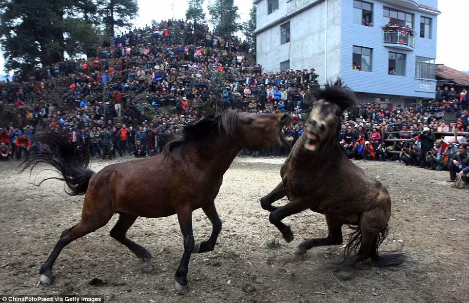 Hàng trăm người đứng vây quanh để xem hai con ngựa đực đánh nhau ác liệt.