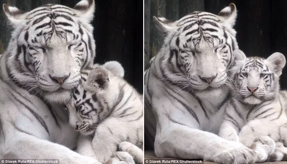 Hổ trắng mẹ Surya Bara vừa hạ sinh hai hổ trắng con 4 tháng tuổi tên Shankar và Maia. (Nguồn: Daily Mail)