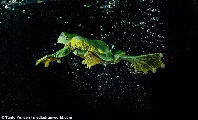 Những động tác bơi rất đẹp của ếch xanh. (Nguồn: Daily Mail)