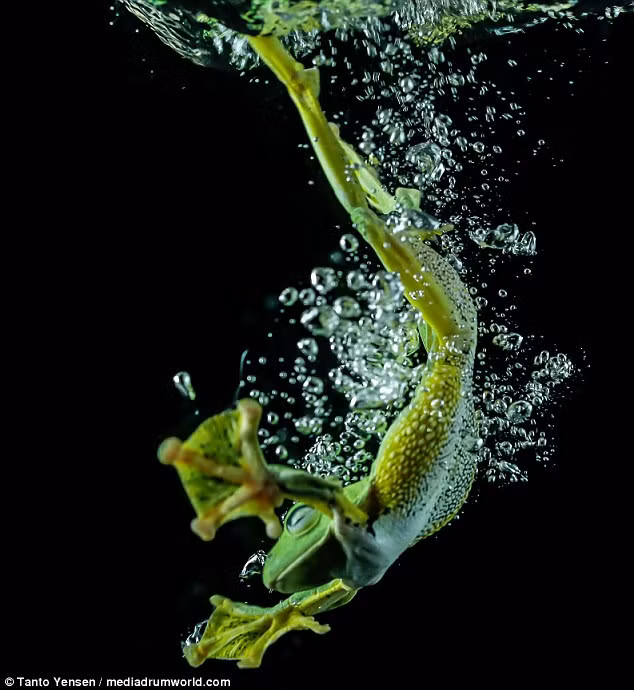 Ếch xanh lao xuống nước và bơi như một vận động viên bơi lặn chuyên nghiệp. (Nguồn: Daily Mail)