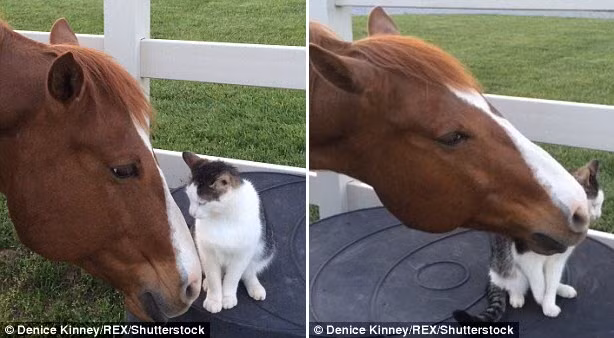 Mặc dù khác nhau về rất lớn về ngoại hình, nhưng mèo Sappy chưa bao giờ sợ hãi trước cơ thể lực lưỡng của Dakota. (Nguồn: Daily Mail)