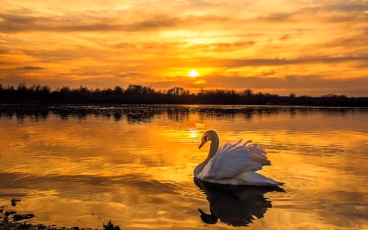 Thiên nga bơi trên hồ lúc hoàng hôn trong khu bảo tồn thiên nhiên St Aidans gần thành phố Leeds, Anh. (Theo Telegraph)