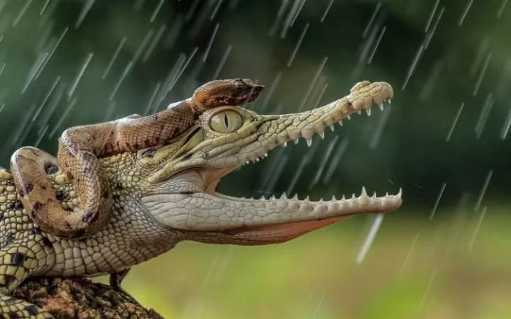 Rắn độc cưỡi trên đầu cá sấu con dưới trời mưa ở thành phố Tangerang, Indonesia. (Theo Telegraph)