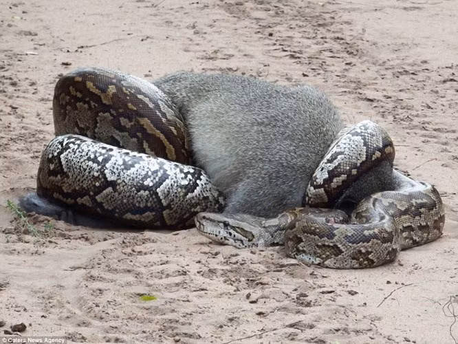 Trong lúc đi dạo quanh khuôn viên trại huấn luyện Bhejane ở Nam Phi, thực tập sinh Warwick phát hiện trăn khổng lồ đang cuốn chặt một con khỉ xám trên đường. (Nguồn: Daily Mail)