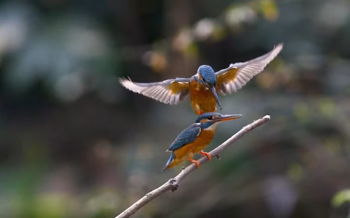 Cặp chim bói cá nghỉ ngơi trên cành cây tại thành phố Thường Châu, Trung Quốc. (Theo Telegraph)