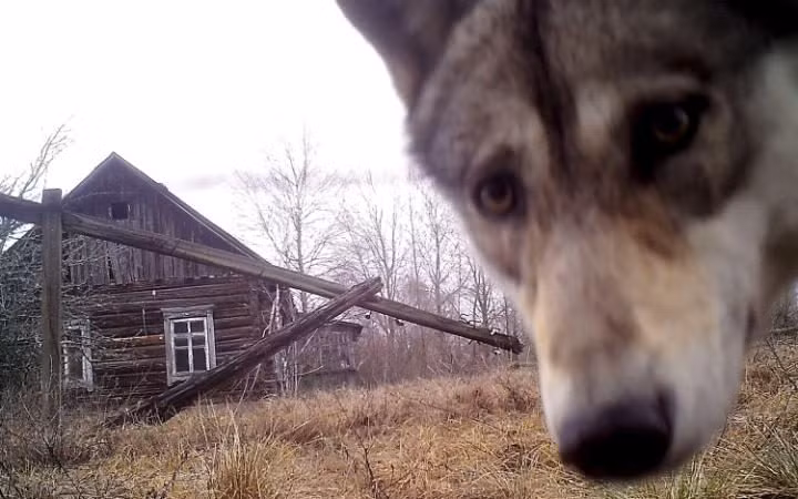 Sói hoang nhìn vào ống kính camera tại khu cách ly có bán kính 30 km quanh nhà máy điện hạt nhân Chernobyl ở Ukraine. (Theo Telegraph)