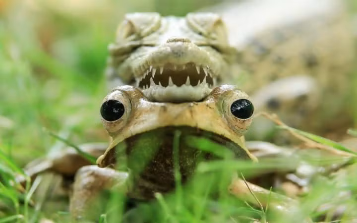 Cá sấu con cưỡi trên đầu ếch cây trong một khu vườn ở Tangerang, Indonesia. (Theo Telegraph)