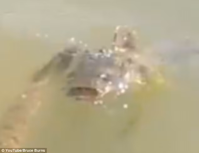 Với kích cỡ lớn gấp 3 lần con rắn, cá trê không dễ dàng bị khuất phục. (Nguồn: Daily Mail)