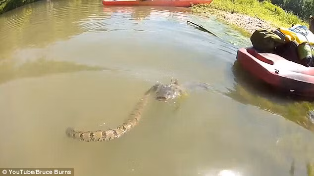 Con rắn cố gắng đưa đầu con mồi khỏi mặt nước để khiến nó bị ngạt. (Nguồn: Daily Mail)