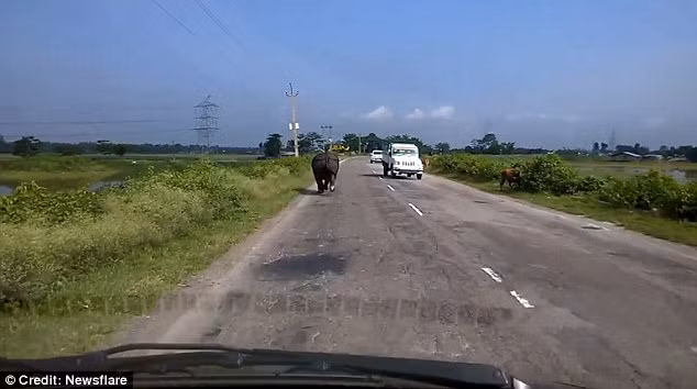 Ban đầu, con tê giác tấn công ô tô điên cuồng này xuất hiện ở làn bên trái đường Tejpur, gần thành phố Kaziranga, miền đông bắc bang Assam, Ấn Độ. (Nguồn: Daily Mail)