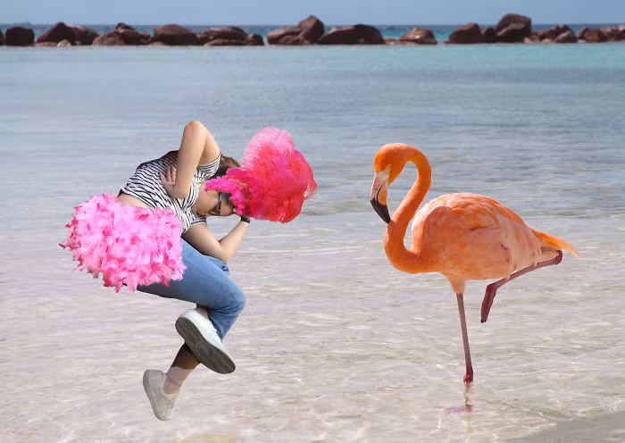 Khiêu vũ cùng chim hồng hạc.