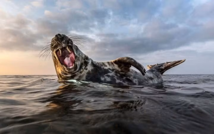 Nhiếp ảnh gia Robert Lehmann ghi lại cảnh tượng hải cẩu cười tít mắt khi nằm trên mặt nước ở vùng Biển Bắc. (Nguồn: Telegraph)