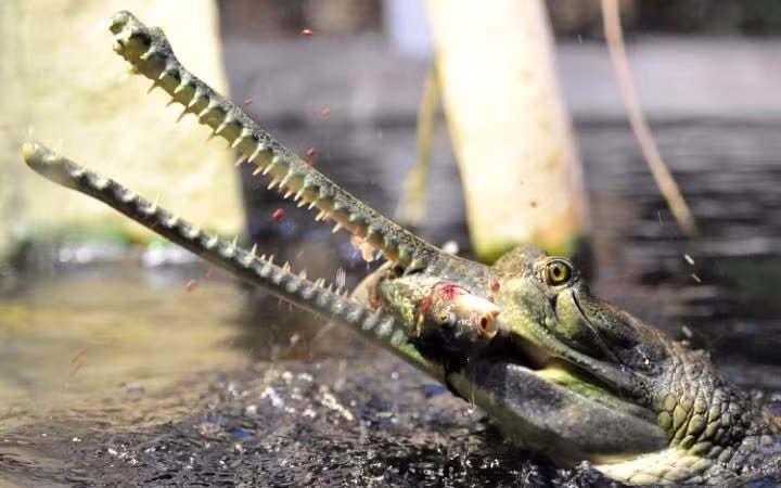 Cá sấu con được cho ăn cá chép trong vườn thú ở thành phố Prague, Cộng hòa Czech. (Nguồn: Telegraph)