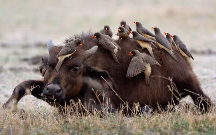 Đàn chim oxpecker đậu trên lưng một chú trâu con đang nằm nghỉ ngơi trong công viên động vật hoang dã Duba ở Botswana. (Nguồn: Telegraph)