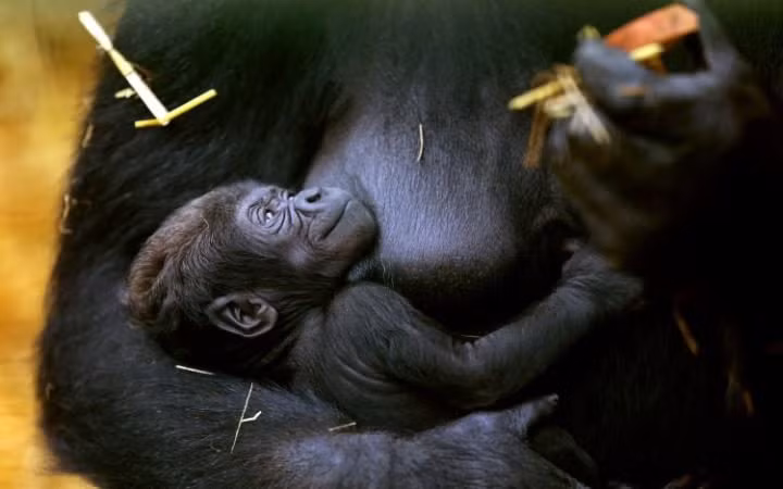 Khỉ đột mẹ ân cần chăm sóc đứa con hai tuần tuổi của nó trong công viên động vật hoang dã Howletts ở Kent, Anh. (Nguồn: Telegraph)
