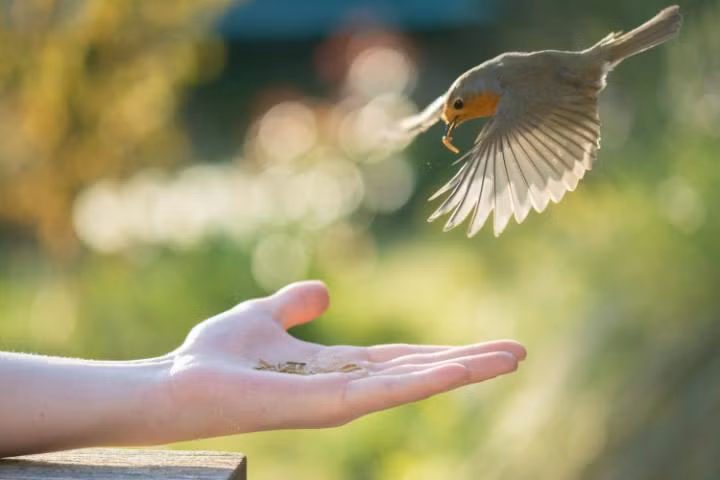 Chim oanh mổ giun trên tay người cho ăn ở thành phố Stirlingshire, Scotland. (Nguồn: Telegraph)
