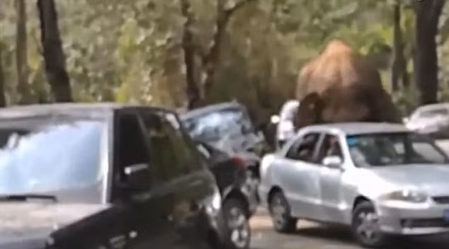 Một du khách tại khu nghỉ dưỡng đã ghi lại được cảnh tượng đáng sợ này.