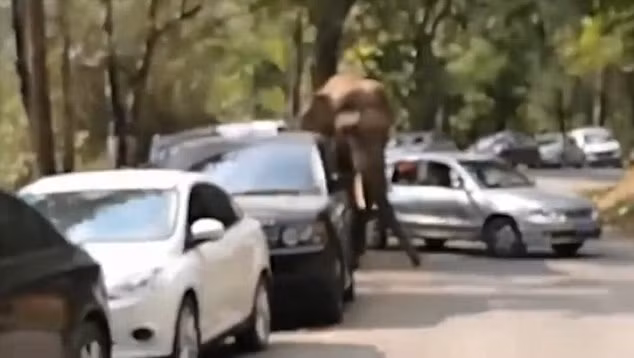 Con voi đực trở nên thất vọng và mất kiểm soát sau khi thất bại trong cuộc chiến tranh giành bạn tình.