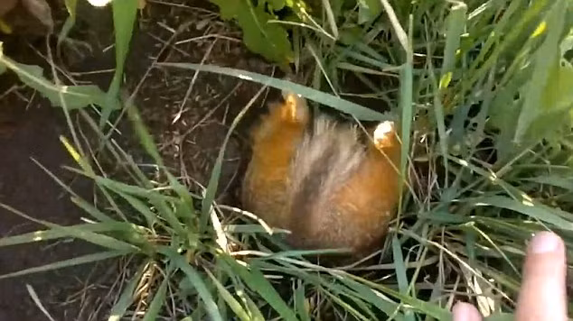 Con sóc cố gắng hết sức để ép cái bụng phệ của nó vừa với miệng hang. (Nguồn: Daily Mail)