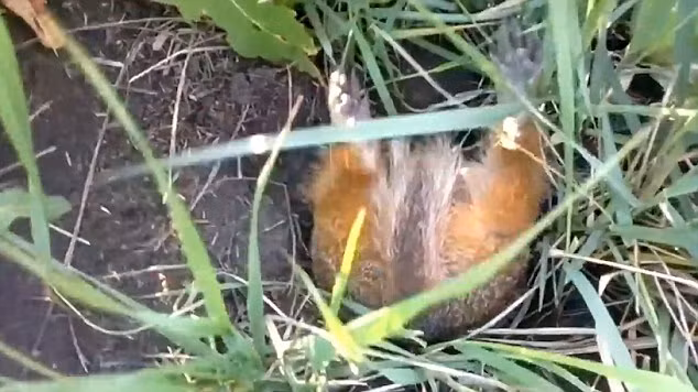 Một cặp đôi người Nga ghi lại cảnh tượng sóc đất chui vào hang vô cùng vất vả vì thân hình của nó quá mập mạp. (Nguồn: Daily Mail)