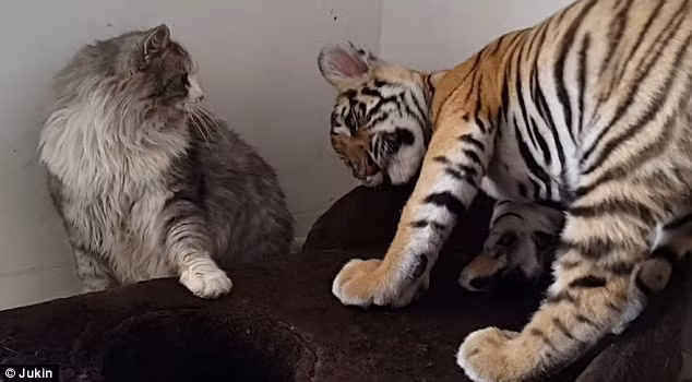 Cảnh tượng mèo chơi đùa với hổ con rất ngộ nghĩnh và đáng yêu. (Nguồn: Daily Mail)