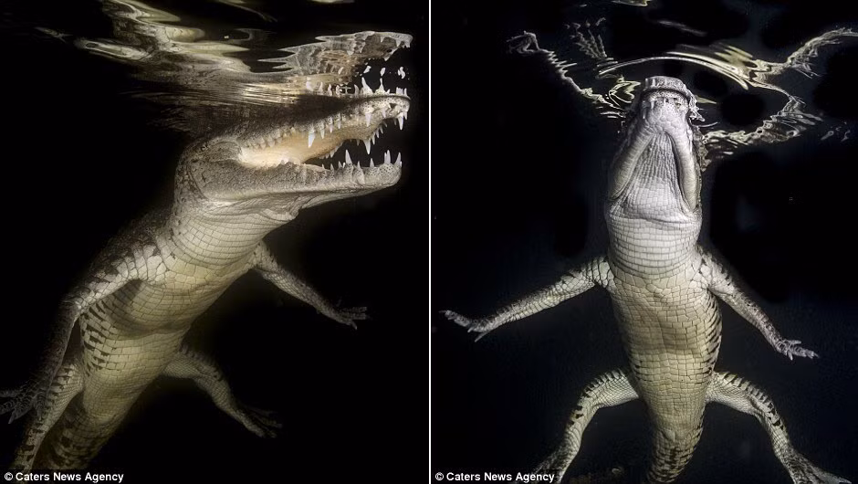 Craig McInally sử dụng để đèn pha chuyên dụng để chiếu từ dưới lên mặt nước trong khi chụp ảnh cá sấu.