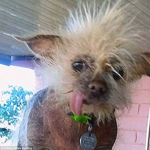 Bộ lông dựng đứng của chú chó Josie chẳng khác nào mái tóc của ca sĩ nổi tiếng John Lydon. (Nguồn: Daily Mail)