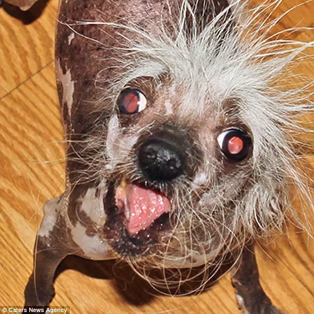 Khuôn mặt đáng sợ của con chó Rascal Deux như thể vừa bị điện giật. (Nguồn: Daily Mail)