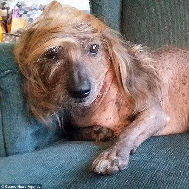 Chú chó có ngoại hình giống ứng cử viên tổng thống Mỹ Donald Trump này đang có hy vọng giành được vị trí quán quân của cuộc thi chó xấu xí nhất thế giới. (Nguồn: Daily Mail)