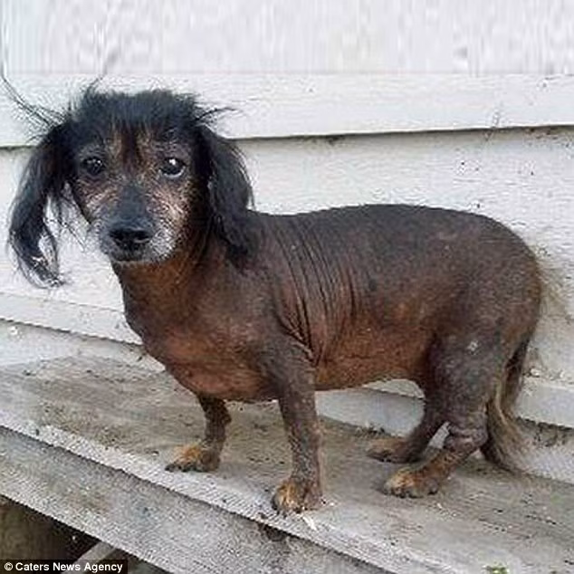 Với cơ thể trụi lông, chú chó Rue trông giống như một ngôi sao nhạc rock ở những năm 1970. (Nguồn: Daily Mail)