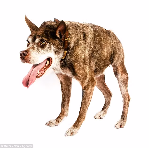 Chú chó Quasi Modo được đặt theo tên thằng gù trong truyện Nhà thờ Đức Bà Paris. (Nguồn: Daily Mail)