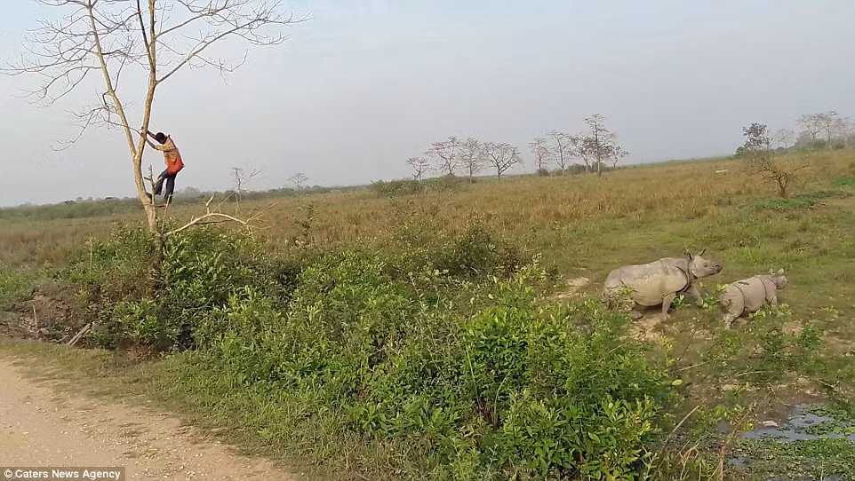 Người huấn luyện voi chỉ dám trèo xuống cây sau khi hai con tê giác bỏ đi xa. (Nguồn: Daily Mail)