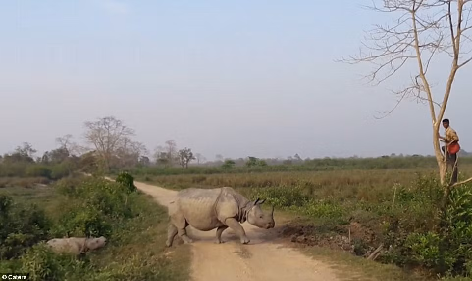 Cảnh tượng tê giác truy đuổi quản tượng được chụp bởi nhà tự nhiên học Kushal Boruah khi ông đang lái xe qua khu vực đó. (Nguồn: Daily Mail)