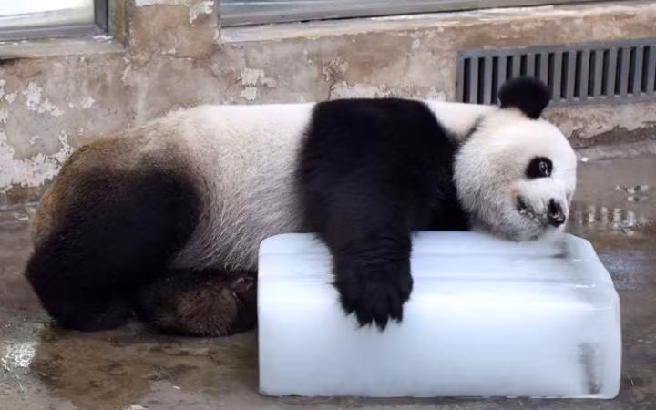 Gấu trúc ôm tảng đá lạnh để tránh nóng trong vườn thú tại thành phố Vũ Hàn, Trung Quốc. (Nguồn: Telegraph)