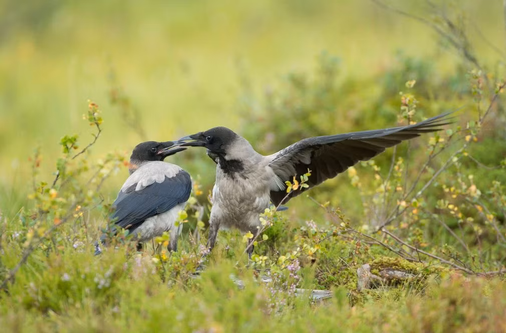 Hai con quạ có màu đánh nhau trong một khu rừng ở Phần Lan. (Nguồn: Telegraph)