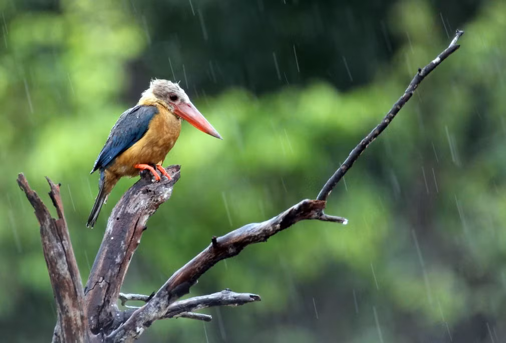 Chim bói cá đậu trên thân cây khô dưới trời mưa ở Bintan, Indonesia. (Nguồn: Telegraph)