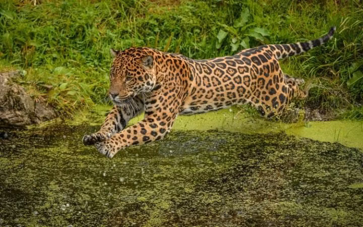 Báo gấm nhảy xuống nước để bắt mồi trong vườn thú ở thành phố Chester, Anh. (Nguồn: Guardian)
