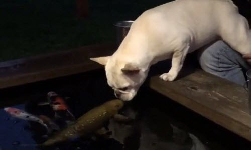 Sửng sốt tình bạn đặc biệt giữa chó và cá chép Sung sot tinh ban dac biet giua cho va ca chep