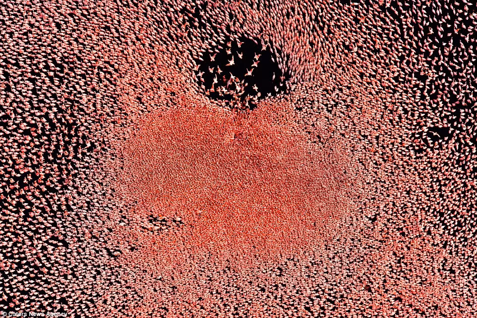 Hàng nghìn con chim hồng hạc tạo thành một thảm màu hồng trên mặt hồ Bogoria ở Kenya. (Nguồn: Daily Mail)