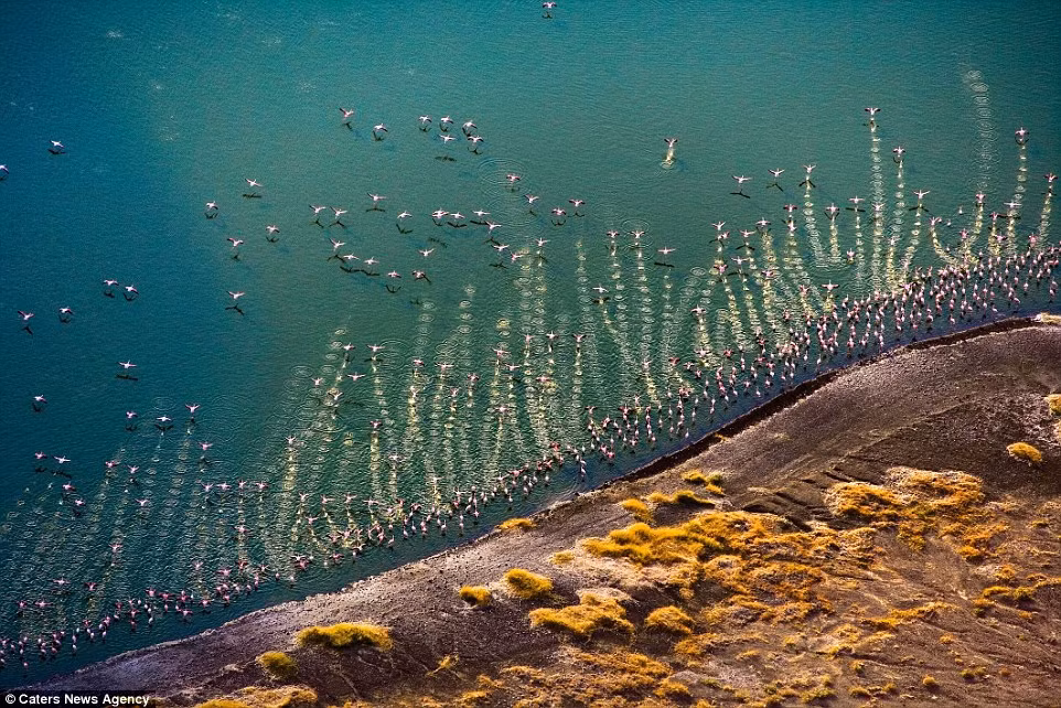 Những con chim hồng hạc cất cánh từ hồ Turkana, Kenya. Hồ này là nơi ở của hàng trăm loài chim khác nhau. (Nguồn: Daily Mail)
