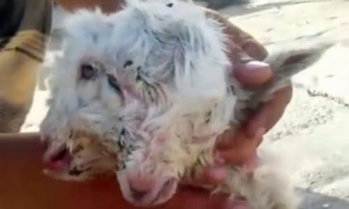 Dê mẹ giẫm đạp dê con hai đầu đến chết vì "sốc" De me giam dap de con hai dau den chet vi