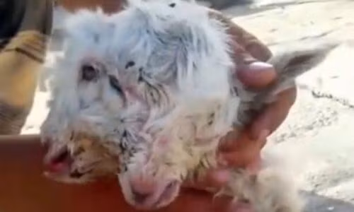 De me giam dap de con hai dau den chet vi 